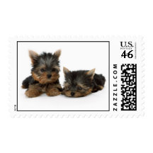 Yorkshire Terrier Puppies Postage