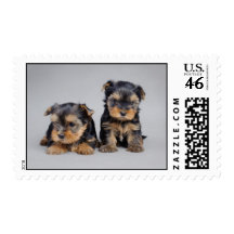 Yorkshire terrier puppies postage stamp