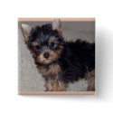 Yorkshire Terrier puppy button
