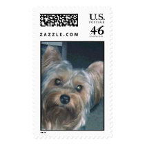 YORKSHIRE TERRIER PUPPY postage by GYPZYGAL YORKSHIRE TERRIER PUPPY postage