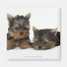 Yorkshire Terrier Refrigerator Magnet