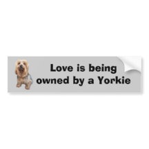 yorkshire_terrier_so_cute_bumper_sticker-p128121243482500645en7pq_216 ...