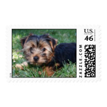 yorkshire terrier stamp by doggypups yorkshire terrier stamp