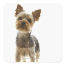 Yorkshire Terrier Stickers
