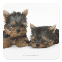 Yorkshire Terrier Square Stickers