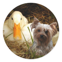 Yorkshire Terrier Sticker With Duck