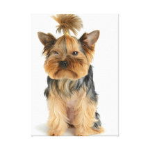 Yorkshire Terrier  Stretched Canvas Print