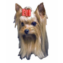 Yorkshire Terrier t-shirts