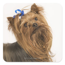 Yorkshire Terrier / Yorkie. Lively breed of Square Stickers