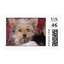 Yorshire Terrier Mix postage