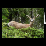 Yosemite Deer Card