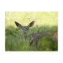 Yosemite Deer Post Cards