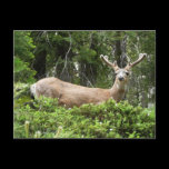 Yosemite Deer Postcard