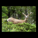 Yosemite Deer Print