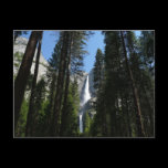 Yosemite Falls and Woods Postcard