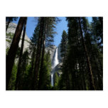 Yosemite Falls and Woods Postcard