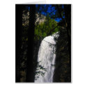yosemite falls through trees cards by cardart yosemite falls through trees cards