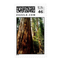 Yosemite Redwood postage by quetzal323 Yosemite Redwood postage