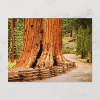 Yosemite redwood trees postcard