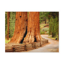 Yosemite redwood trees postcards