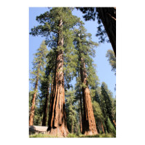 Yosemite Sequoia Poster posters