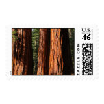 Yosemite Sequoias Postage
