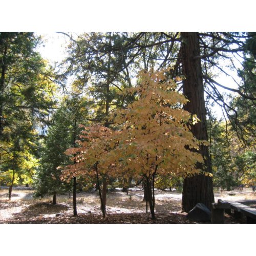 Yosemite Trees print