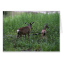 Yosemite Valley Deer cards by l2ndojack Yosemite Valley Deer cards