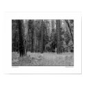 Yosemite Valley Forest posters by markstock Yosemite Valley Forest posters