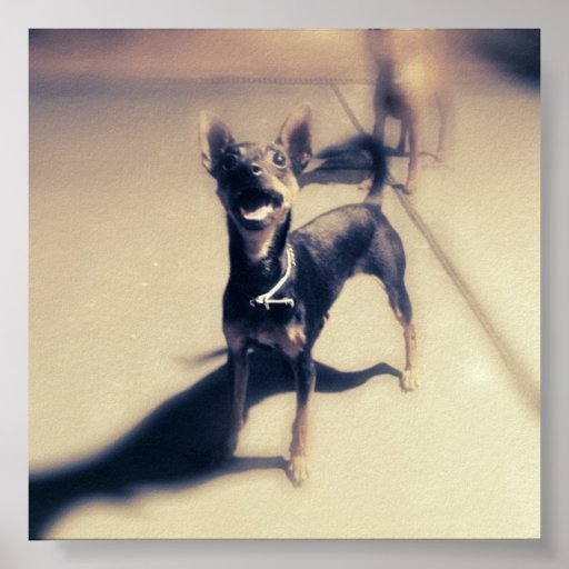 Yoshi the Min Pin Print