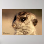 Yossarian Poster - Royal Whiskers Collection posters
