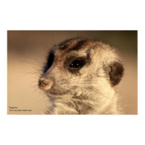 Yossarian Poster - Royal Whiskers Collection posters