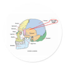 You Are Here (Brain Temporal Region Anatomical) Sticker