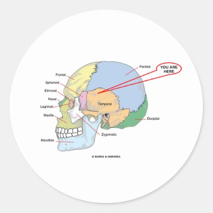 You Are Here (Brain Temporal Region Anatomical) Sticker