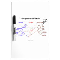You Are Here Phylogenetic Tree Of Life (Biology) Dry-Erase Boards