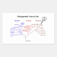 You Are Here Phylogenetic Tree Of Life (Biology) Rectangular Sticker