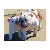 You Belong With Me! Postcard