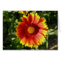 You brighten my day cards by bkang22 You brighten my day cards