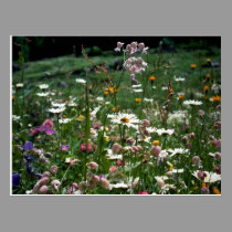 YOU DON'T HAVE TO UNDERSTAND LIFE'S NATURE postcards