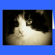 You had me at Meow Card cards