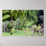You Mango posters