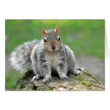 You’re telling me I am a dog in a squirrel’s body Greeting Cards