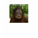 You Rock Orangutans t-shirts