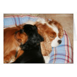You Will Lick Cancer Cavalier King Charles Spaniel Cards