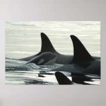 You'll Never Swim Alone Poser Posters