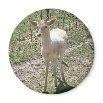 Young Albino Deer Magnet by sunsett76 Young Albino Deer Magnet