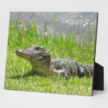 Young Alligator Display Plaques Young Alligator Display Plaques
