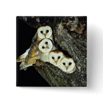 Young barn-owls, 9 weeks old button