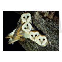 Young barn-owls, 9 weeks old cards