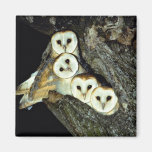 Young barn-owls, 9 weeks old fridge magnet